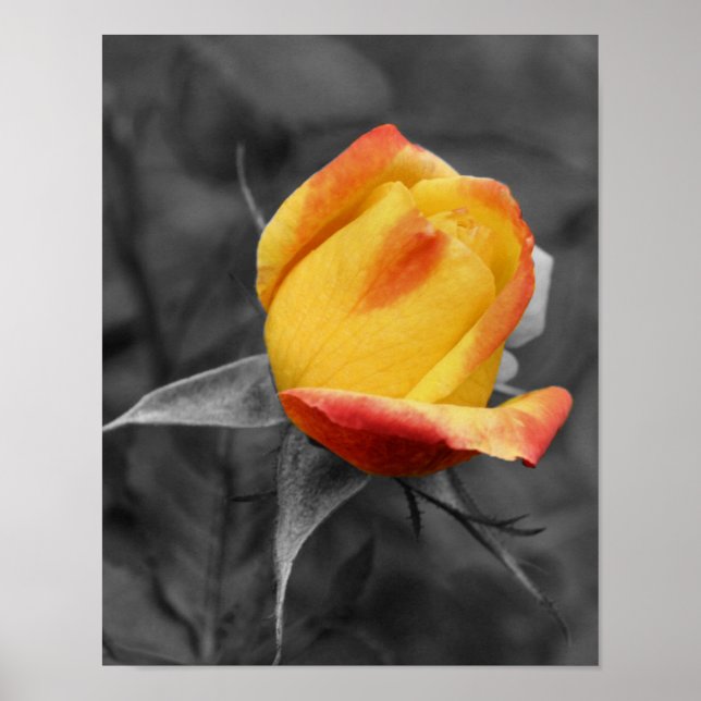 Poster Couleur partielle de Rosebud jaune (Devant)
