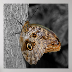 Poster Couleur partielle du papillon d'hibou Brown