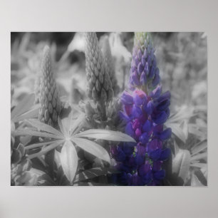 Poster Couleur partielle du trio de fleurs de lupine