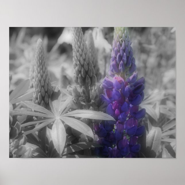 Poster Couleur partielle du trio de fleurs de lupine (Devant)