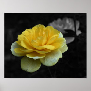 Poster Couleur partielle Fleur de rose jaune