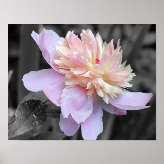 Poster Couleur partielle rose de pivoine (Devant)
