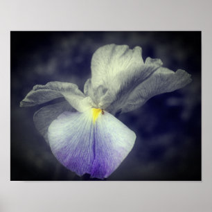 Poster Couleur partielle violet iris japonais