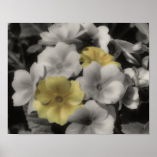 Poster Couleur Vintage jaune Primrose