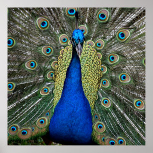 Poster Couleur vive Peacock