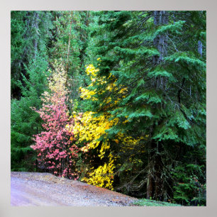 Poster Couleurs automnales dans les montagnes....