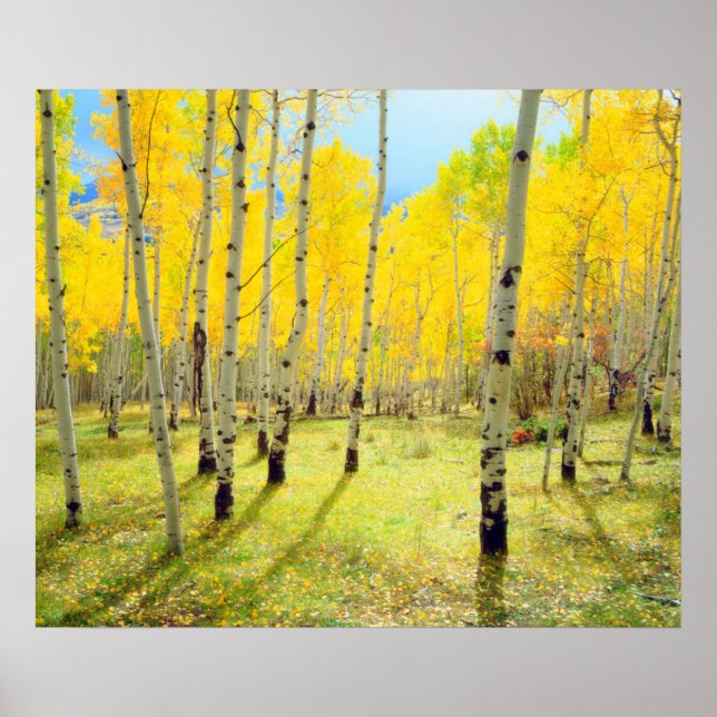 Poster Couleurs automnales des arbres d'Aspen 4 (Devant)