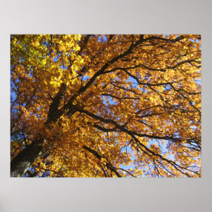 Poster Couleurs d'automne