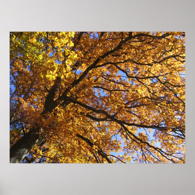 Poster Couleurs d'automne (Devant)