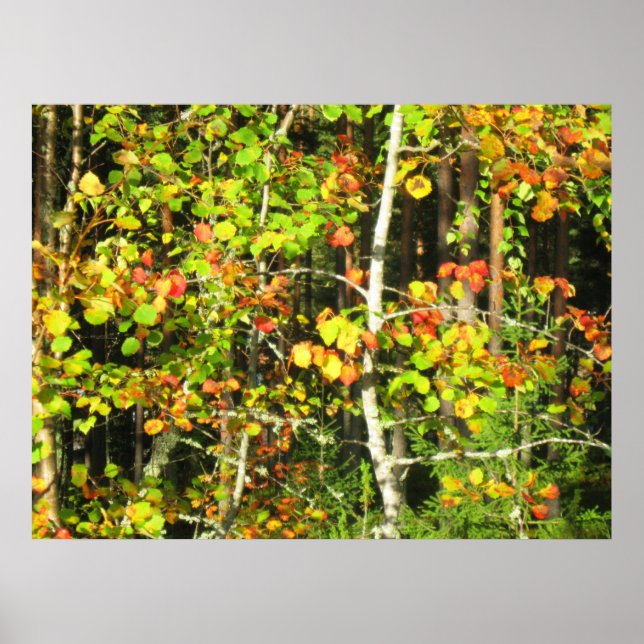 Poster Couleurs d'automne (Devant)