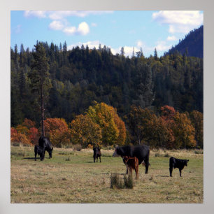 Poster Couleurs d'automne avec le troupeau...