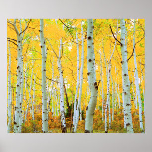 Poster Couleurs d'automne des arbres d'Aspen 1