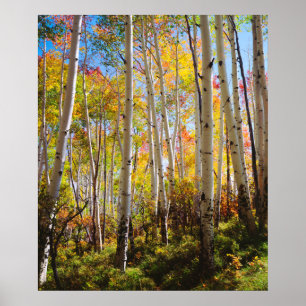 Poster Couleurs d'automne des arbres d'Aspen 5