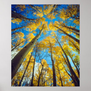 Poster Couleurs d'automne des arbres Trembles 2
