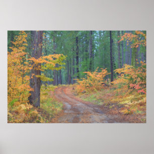 Poster Couleurs d'automne des forêts dans la Cascade 2