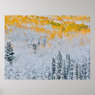 Poster Couleurs d'automne des trembles   Montagnes Rocheu