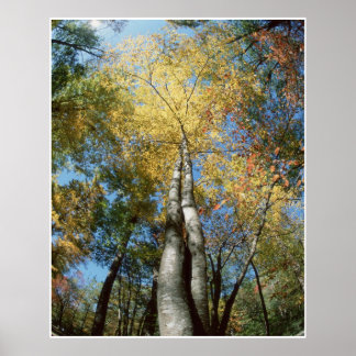 Poster Couleurs d'automne - Great Smoky Mountains - Arbre