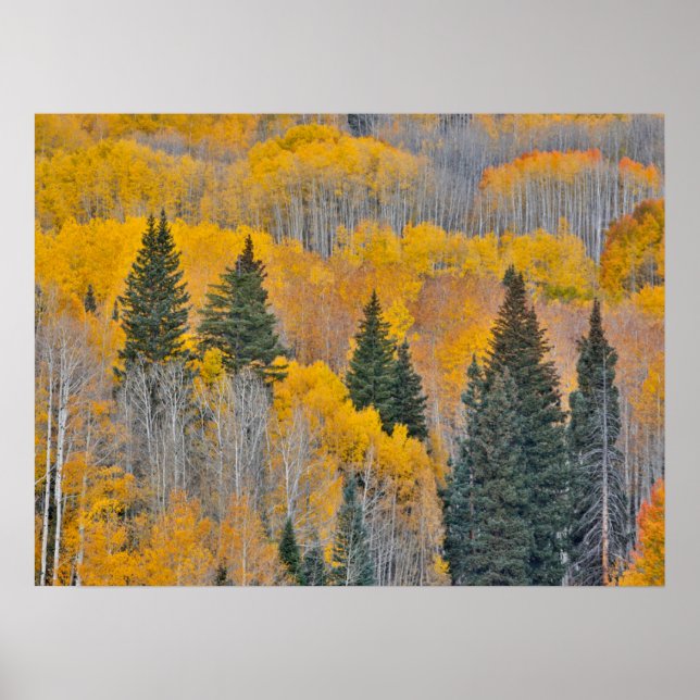 Poster Couleurs d'automne sur Aspen Groves (Devant)