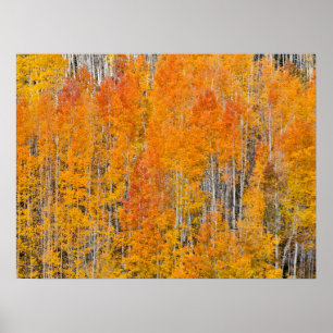 Poster Couleurs d'automne sur Aspen Groves