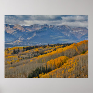 Poster Couleurs d'automne sur les bosquets de trembles