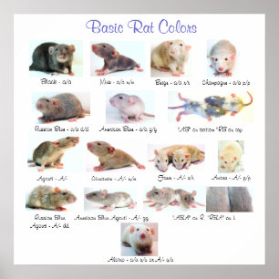 Poster Couleurs de base