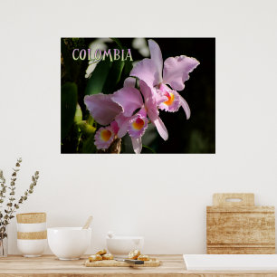 Poster Couleurs de Colombie Orchidée