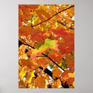 Poster Couleurs de feuillage de pointe en automne