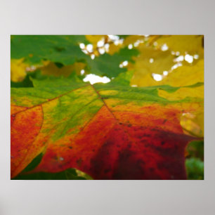 Poster Couleurs de la feuille d'érable Automne Photograph