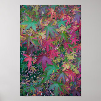 Poster Couleurs de l'automne