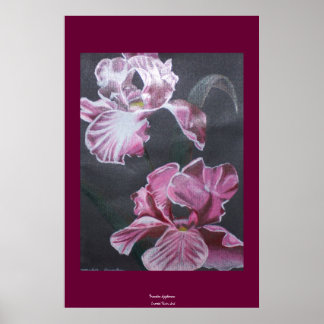 Poster Couleurs de l'Iris
