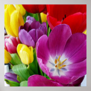 Poster couleurs des tulipes