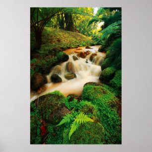Poster Couleurs naturelles luxuriantes