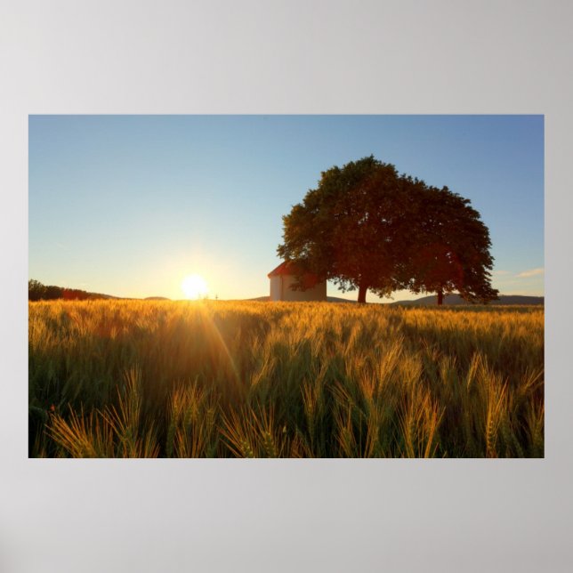 Poster Coup de soleil sur le champ de blé (Devant)