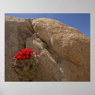 Poster Coupe Claret ou cactus mojave en fleur