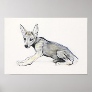 Poster Coupe de loup d'Arabie pour adolescents 2009
