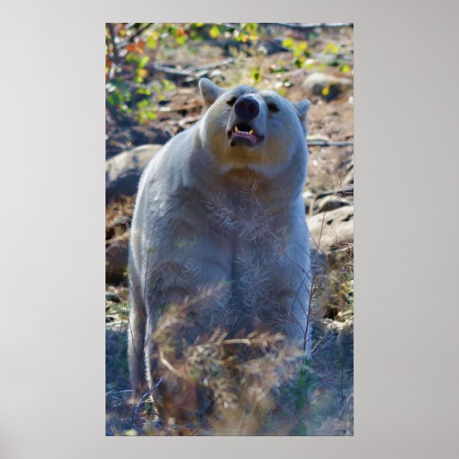 Poster Coupe Kermode (Esprit) Ours Scene Faune (Devant)