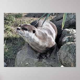 POSTER COUPER OTTER