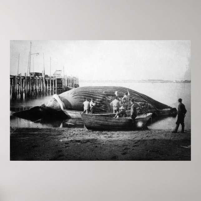 Poster Couper une baleine bleue en Alaska Photo (Devant)