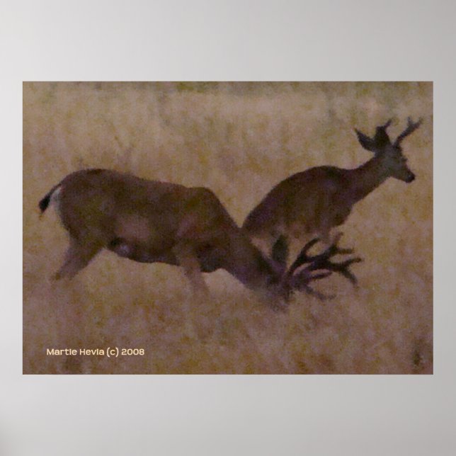Poster Couple de cerfs en herbe sèche (Devant)