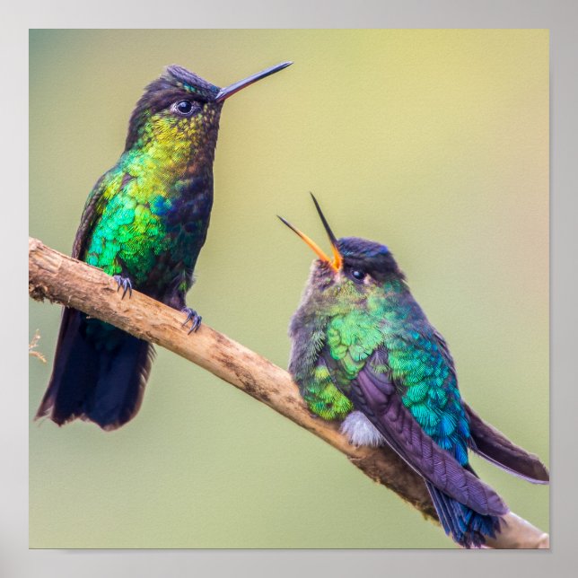 Poster Couple de colibri perché ensemble (Devant)