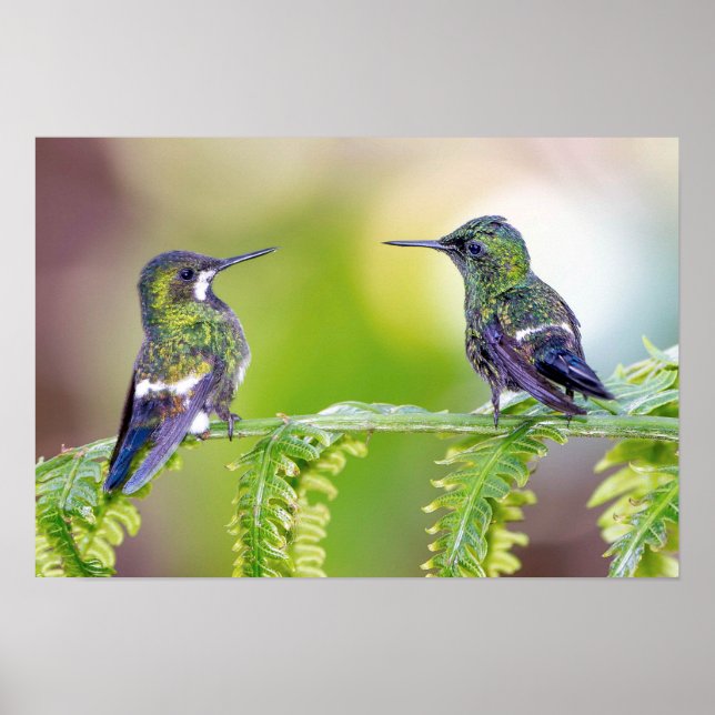 Poster Couple de colibri vert sur la feuille (Devant)