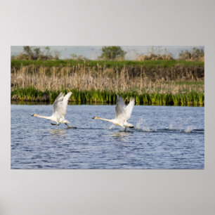 Poster Couple de cygnes de la toundra en décollage pour