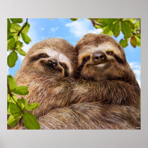 Poster Couple de paresseux