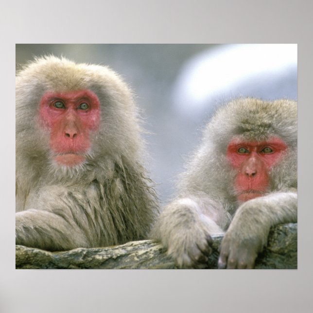 Poster Couple de singes des neiges, Macaque japonais, (Devant)