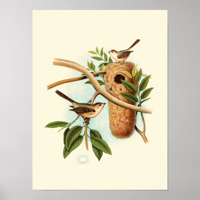 Poster Couple d'oiseaux sur un nid perché sur une branche (Devant)