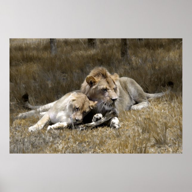 Poster Couple Safari-Lion (Devant)