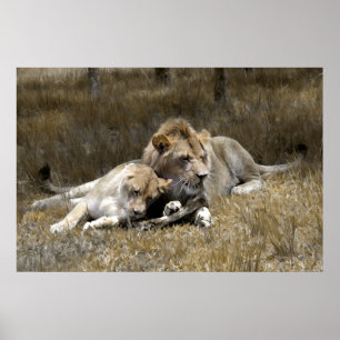 Poster Couples de Safari-Lion