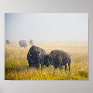 Poster Courage de bison à Yellowstone