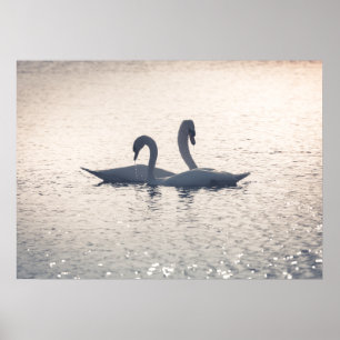 Poster Courage Swans Nature Photo