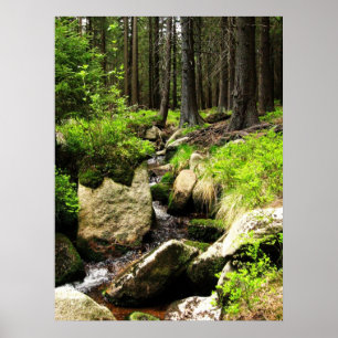 Poster courant de forêt